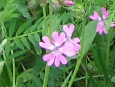 Silene pendula